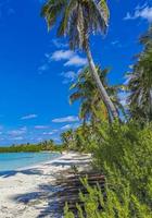 Beautiful tropical natural beach and forest panorama Contoy island Mexico. photo