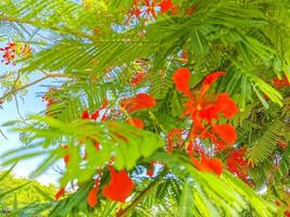 Beautiful tropical flame tree red flowers Flamboyant Delonix Regia Mexico. photo