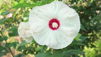 grande fleur d'hibiscus blanc en fleurs qui pousse dans le jardin. fermer. video