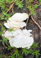 el hongo blanco crece en la naturaleza foto