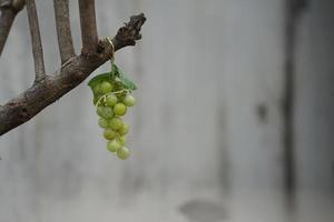 Object Grape, Alleyway, Yongsan-gu, Seoul photo