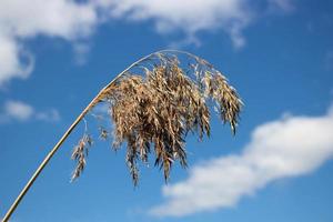 A close-up photo of a dry reed branch against a blue sky background.