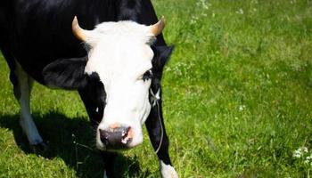 A curious black cow with a white head stands in a green pasture. Concept of the Chinese New year 2021.Symbol of the new year. photo