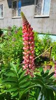 Pink lupine flowers blooming isolated at a white background photo