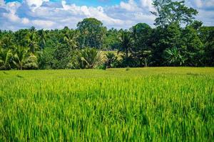 beautiful green paddy plants rice fields nature in Tabanan, Bali photo