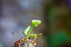 mantis insect macro photography premium photo