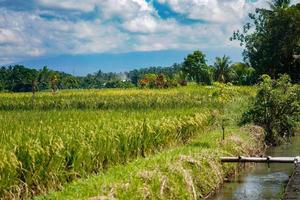 beautiful green paddy plants rice fields nature in Tabanan, Bali photo