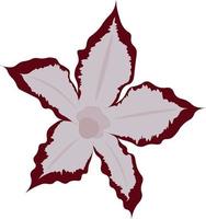 Adenium multiflorum, desert rose flower vector illustration