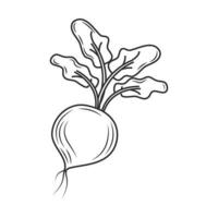 radish sketch icon vector