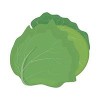 icono de vegetales de lechuga vector