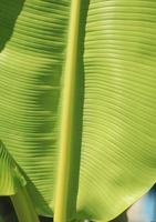 los detalles de hojas de plátano verde con patrones y venas naturales forman las venas que nutren las hojas para que sean hermosas y se destaquen naturalmente en un día azul soleado. foto