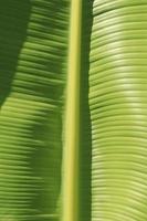 Green banana leaf details with natural patterns and veins form the veins that nourish the leaves to be beautiful and stand out naturally on a sunny blue day. photo