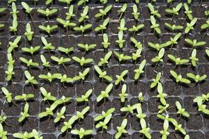 Small saplings of various species that farmers grow for planting and propagating them to grow to produce produce and food for consumption and to be sold in the fresh vegetable market. photo