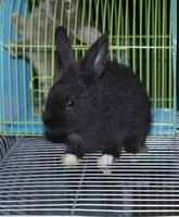 Rabbits that are raised for sale are cute and adorable pets, both in cages and as an independent release that farmers sell to pet lovers to care and care. There are many colors black, brown and white. photo