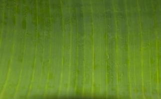 las hojas de plátano verde tienen un patrón y las hojas naturales crean un diseño que se fotografía con luz natural por la mañana, luz cálida. las hojas se utilizan para envolver alimentos en abundancia. foto