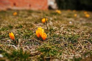 Saffron flowers on field. Crocus sativus blooming yellow plant on ground, closeup. photo