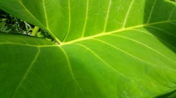 Very fresh taro leaf footage. 4K footage. video