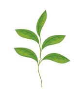 matcha tea branch vector