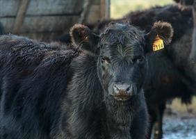 Aberdeen Angus bull photo