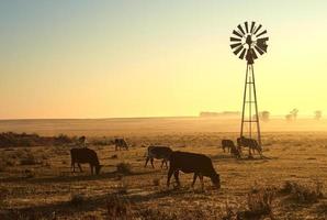 old windmill on a farm photo