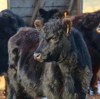 Aberdeen Angus bull photo