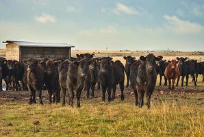 Herd of Aberdeen Angus bulls photo