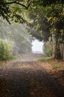 Road among trees covered with fallen leaves photo