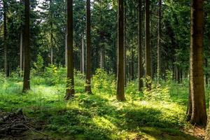 bosque de coníferas a la luz del sol foto