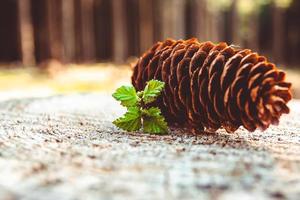 pine cone on a tree stump photo