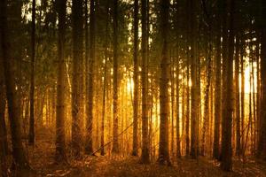 forest in the evening sun photo