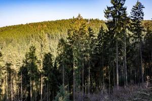 Coniferous forest landscape photo