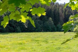 forest with maple leaves in the foreground photo