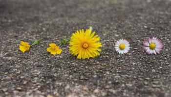 Five fresh spring flowers lined up on the ground photo