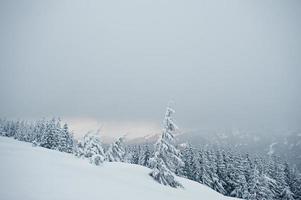 Pine trees covered by snow on mountain Chomiak. Beautiful winter landscapes of Carpathian mountains, Ukraine. Majestic frost nature. photo