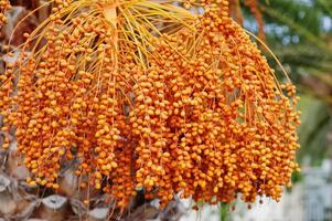 Close up palm trees with ripe dates at Bodrum, Turkey. photo