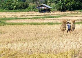 Local farmer is carrying a bundle of rice. photo