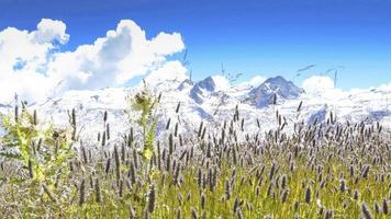 wind, der hohes gras auf der wiese auf den schweizer alpen bewegt video