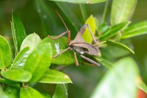 insecto besador triatomino de patas de hoja gigante fotografía macro foto premium