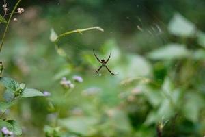 hermosa araña negra argiope anasuja en medio del bosque Foto Premium