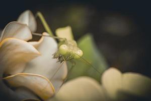 mantis insect macro photography premium photo