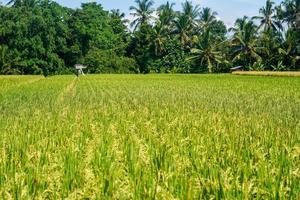 beautiful green paddy plants rice fields nature in Tabanan, Bali photo