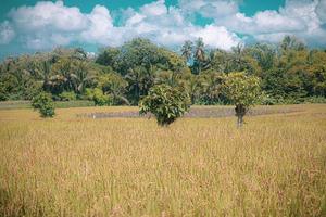 beautiful green paddy plants rice fields nature in Tabanan, Bali photo