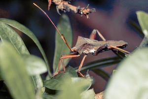 insecto besador triatomino de patas de hoja gigante fotografía macro foto premium