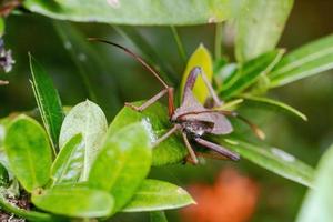 insecto besador triatomino de patas de hoja gigante fotografía macro foto premium