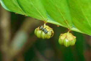 ant insect macro photography premium photo