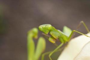 mantis insecto fotografía macro foto premium