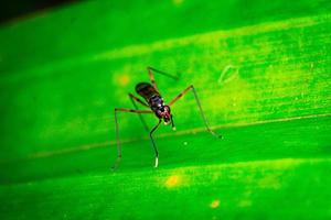 Rainieria antennaepes insect close up macro photography premium photo