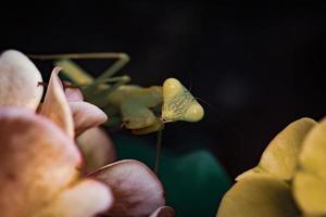 mantis insect macro photography premium photo