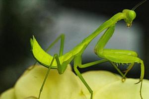mantis insecto fotografía macro foto premium