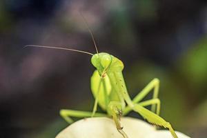 mantis insect macro photography premium photo